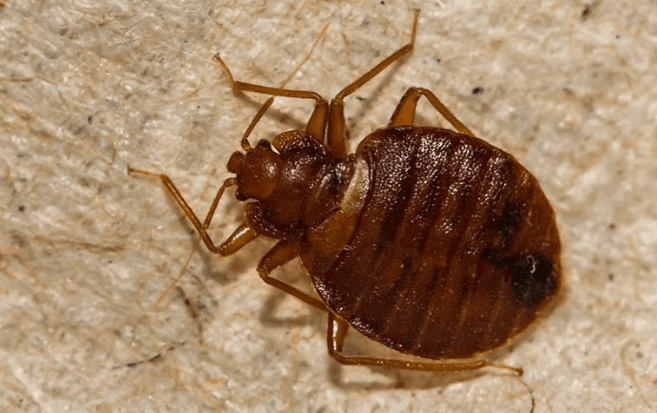 Close up of a bed bug Bed
