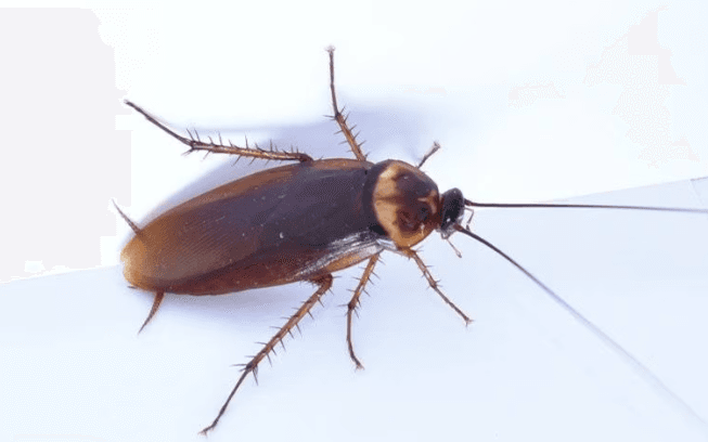  Zoom in of an American cockroach 
