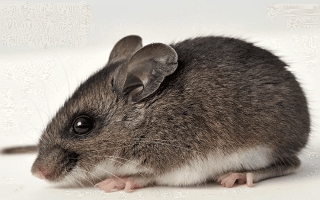 Close up of a house mouse