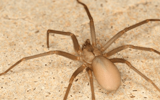 Aerial view of a spider