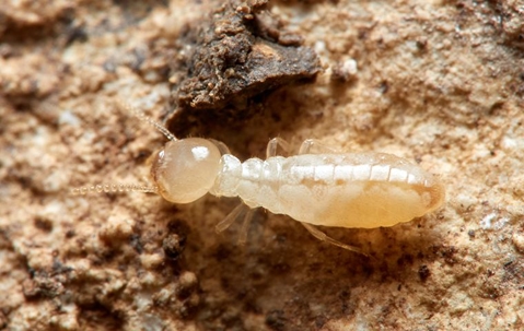 lone termite on damaged wood