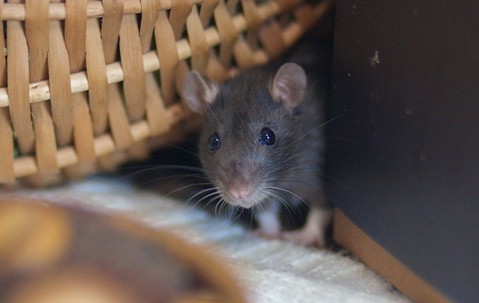 Rat peaking out looking at the camera under a basket