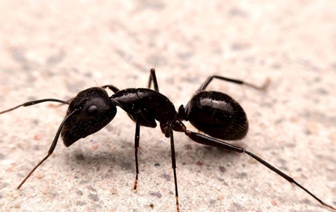 closeup black ant