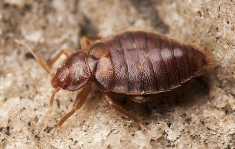 Large bed bug outside in the sand