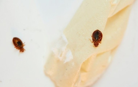 bed bug on tape