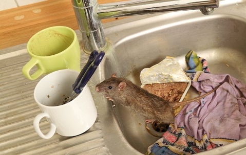 a rat crawling in a dirty sink