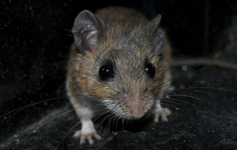 up close of rodent