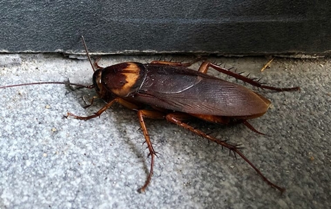 an american cockroach crawling in a home