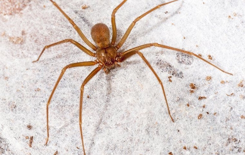 brown recluse spider in home