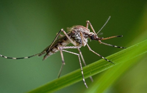mosquito on grass