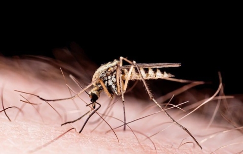 mosquito biting skin