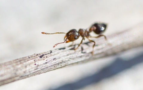 acrobat ant on a twig in a garden
