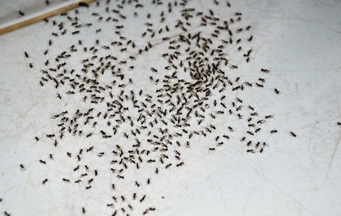 ants on kitchen floor