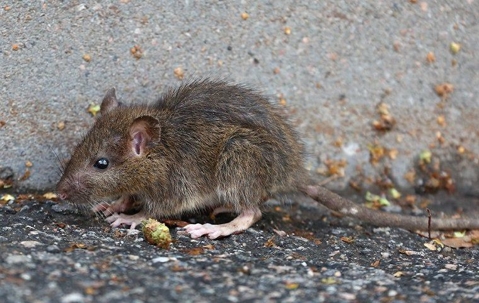 brown rat outside