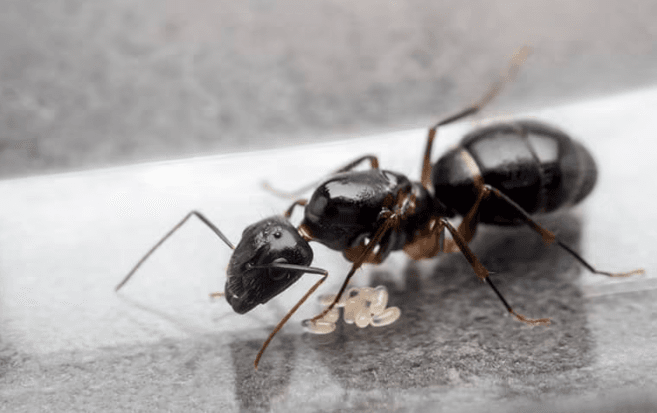 Close up of an ant with their eggs underneath