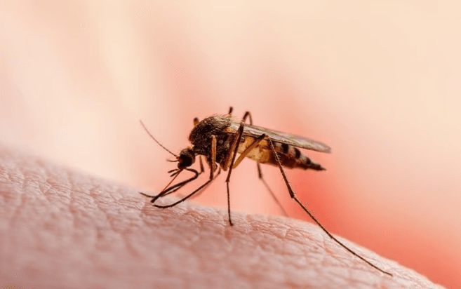 Close up of a mosquito biting into human skin