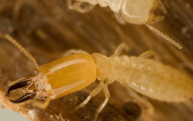 Close up of termites destroying wood