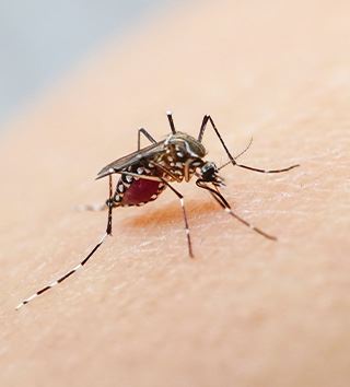 Mosquito Control