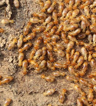 Termite Control