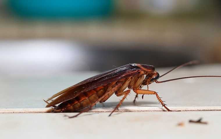 cockroach on kitchen countertop